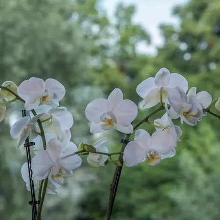 Appartamento Konrad Schielin *